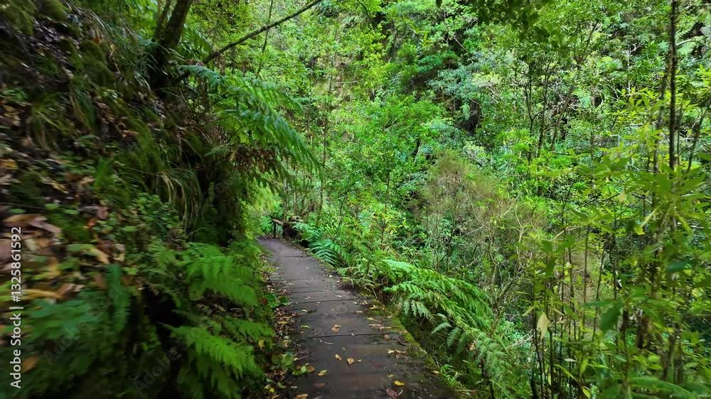 Scenic Narrow Trail with Mossy Rocks and Vibrant Greenery Along PR16 Levada Faja do Rodrigues, Madeira Island Scenic Narrow Trail with Mossy Rocks and Vibrant Greenery Along PR16 Levada Faja do Rodrigues, Madeira Island