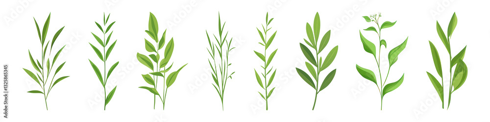Fototapeta premium PNG Herb illustrations green foliage, element set on transparent background