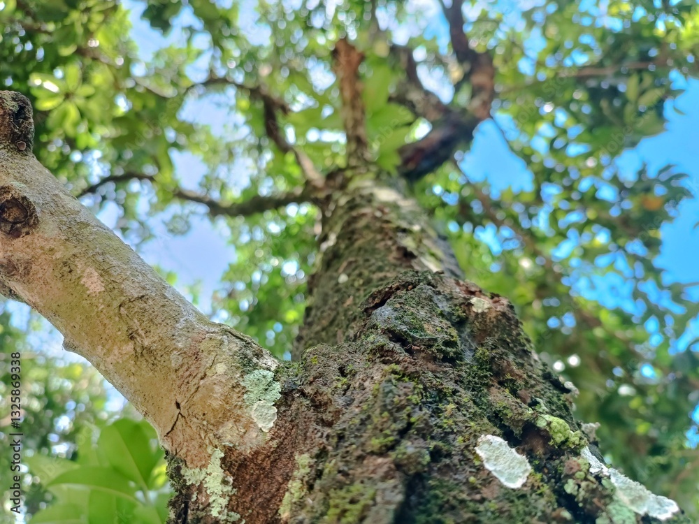 Fototapeta premium tree trunk on a bright morning