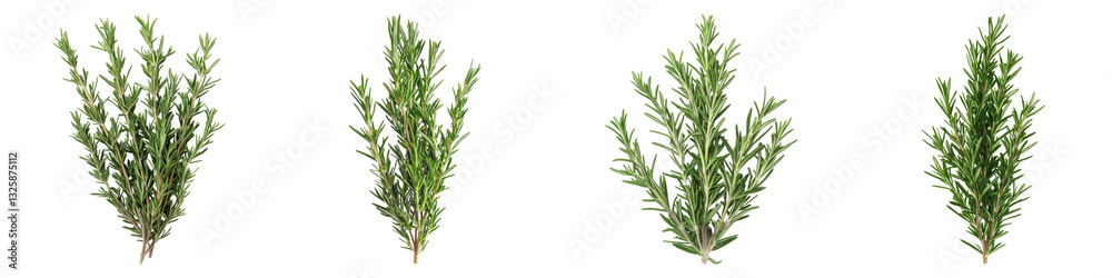 Rosemary isolated on transparent background, PNG, Set of Rosemary isolated on transparent background, PNG, Set of