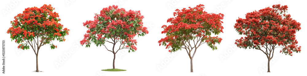Royal Poinciana isolated on transparent background, PNG, Set of Royal Poinciana isolated on transparent background, PNG, Set of