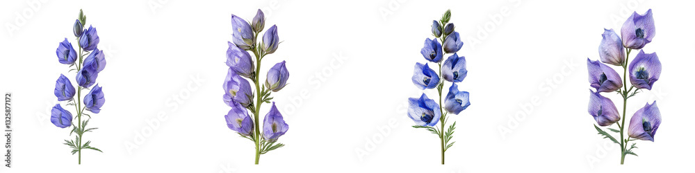 Aconitum flower isolated on transparent background, PNG, Set of Aconitum flower isolated on transparent background, PNG, Set of