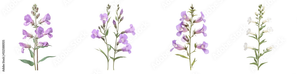 Beardtongue flowers isolated on transparent background, PNG, Set of Beardtongue flowers isolated on transparent background, PNG, Set of