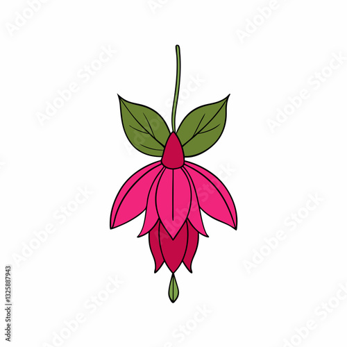 fuchsia flower isolated on white background