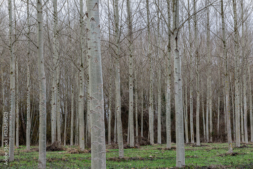 Canadian poplar planting in winter. Populus canadensis.