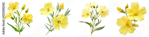 Evening primrose isolated on transparent background, PNG, Set of