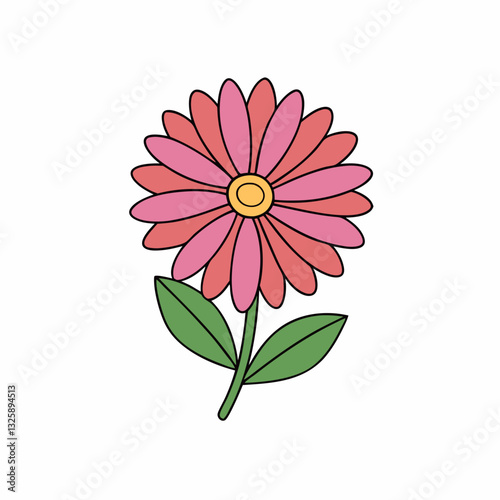 aster flower on white background