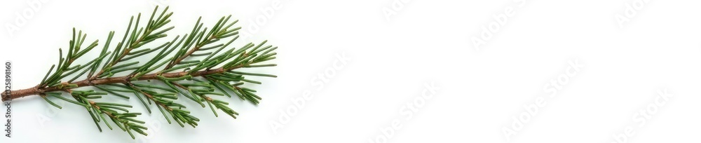 Fototapeta premium Single isolated spruce branch against white background, tree, brown, snowy