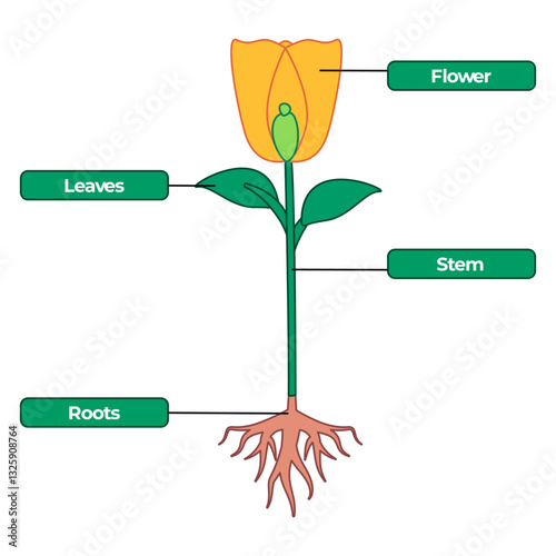 Plant parts petals leaves stem roots system flower blooming nature botanical yellow petal science biology education floral structure anatomy icon design colorful illustration