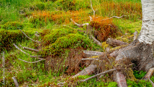 Obraz na płótnie Impressionen vom Naturparadies Eidslandet in Norwegen w salonie