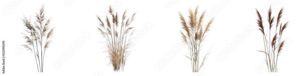 Big bluestem flower isolated on transparent background, PNG, Set of Big bluestem flower isolated on transparent background, PNG, Set of