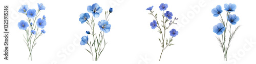 Blue flex flower isolated on transparent background, PNG, Set of