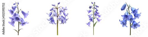 Bluebell flower isolated on transparent background, PNG, Set of photo