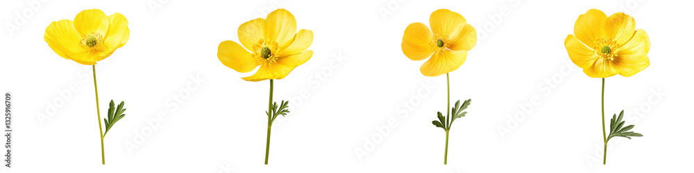 Buttercup flower isolated on transparent background, PNG, Set of Buttercup flower isolated on transparent background, PNG, Set of