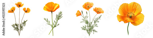 California poppy flower isolated on transparent background, PNG, Set of