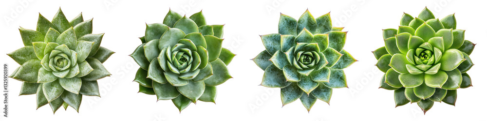 Cobweb houseleek flower isolated on transparent background, PNG, Set of Cobweb houseleek flower isolated on transparent background, PNG, Set of