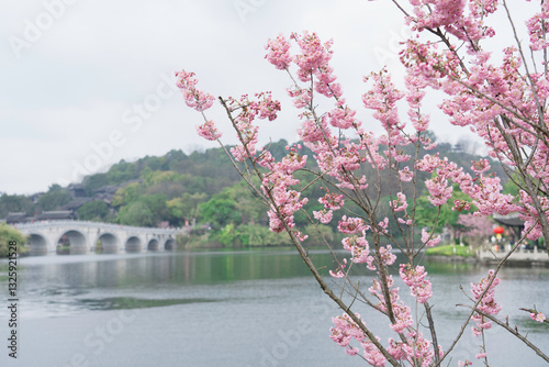 Cherry Blossoms Bloom in Spring in Chongqing