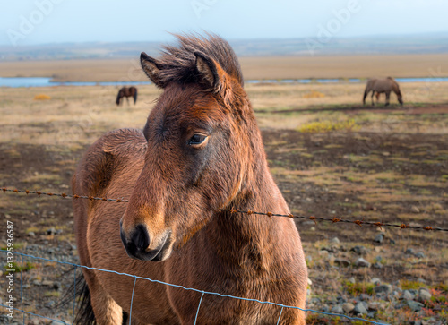 Wallpaper Mural Majestic Icelandic horse grazing in scenic landscape under overcast sky Torontodigital.ca