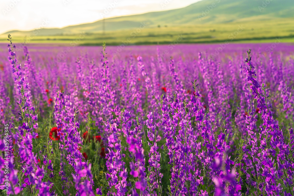Field of purple flowers, spring bloom Field of purple flowers, spring bloom
