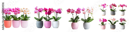 Wallpaper Mural A beautiful collection of lush and thriving potted orchid plants in shades of pink purple and white arranged in a modern and stylish display for a fresh and elegant home or office interior decor Torontodigital.ca