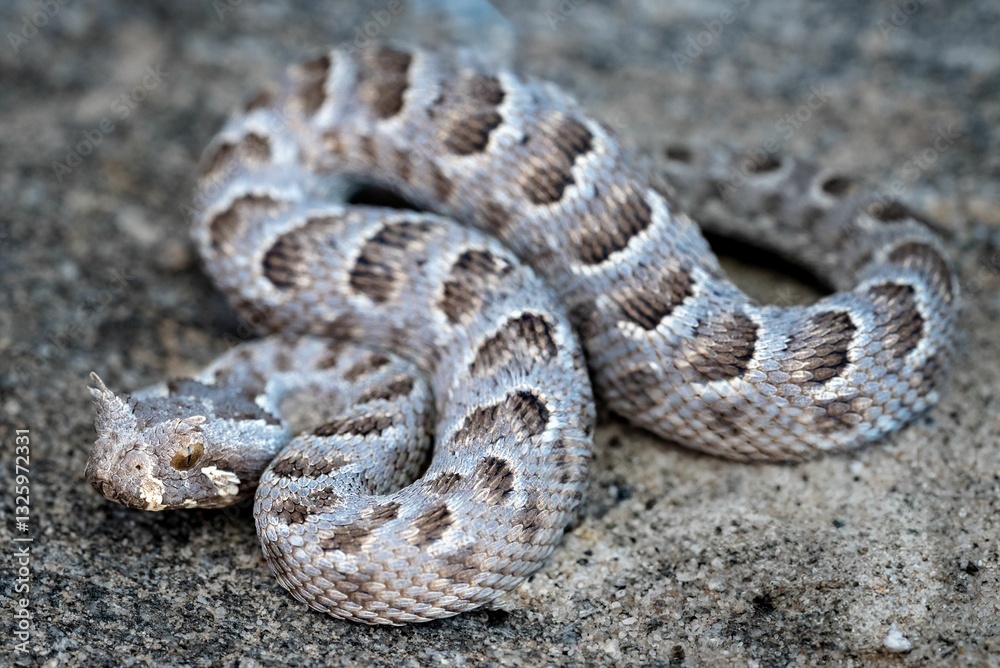 Obraz premium Horned viper camouflaged on rocky terrain.