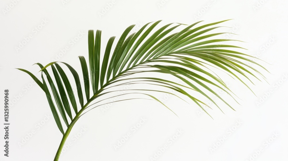 Lush green palm leaf gracefully arching against a clean white background, ideal for nature-themed designs Lush green palm leaf gracefully arching against a clean white background, ideal for nature-themed designs