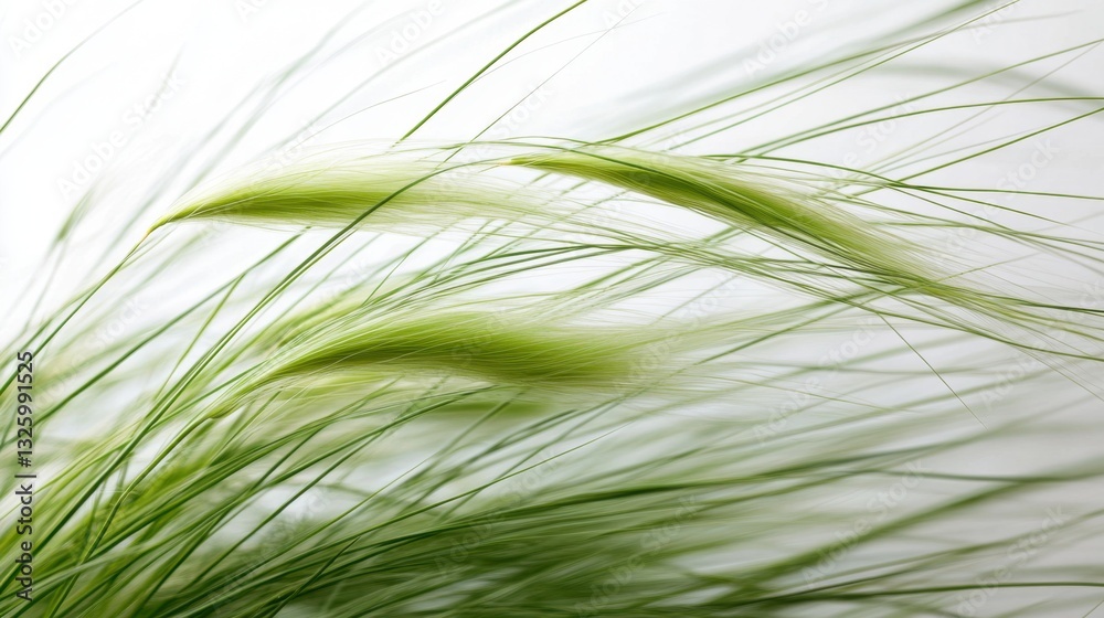 Naklejka premium Graceful green grass swaying gently in the breeze against a soft white background, evoking tranquility