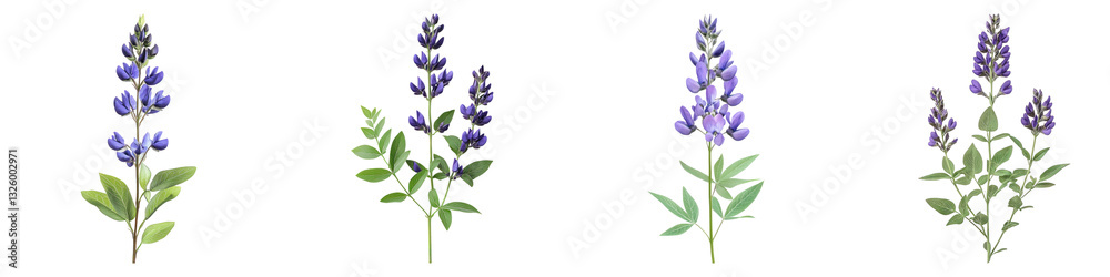 False indigo flower isolated on transparent background, PNG, Set of False indigo flower isolated on transparent background, PNG, Set of