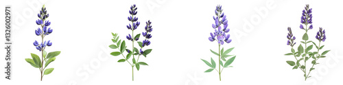 Wallpaper Mural False indigo flower isolated on transparent background, PNG, Set of Torontodigital.ca