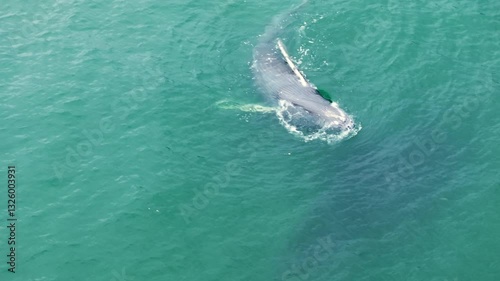 Capture the beauty of a majestic gray whale and its baby playfully interacting in Costa Ricas crystalclear waters, showcasing natures wonders from a breathtaking aerial perspective