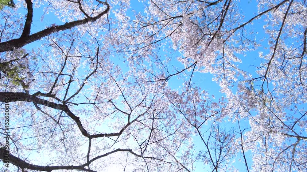 満開の桜の花びらと青空を移動撮影  4K  木漏れ日溢れる桜並木を見上げて歩くドリー、POVショット
