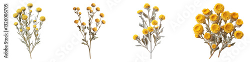 Helichrysum flower isolated on transparent background, PNG, Set of