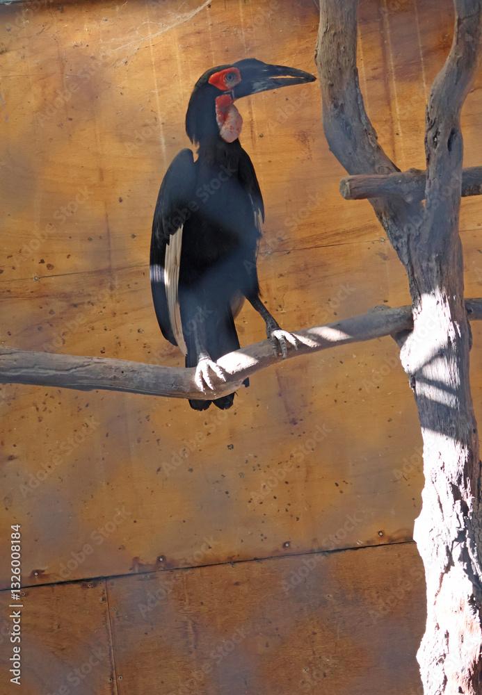oiseau exotique Calllllo papou