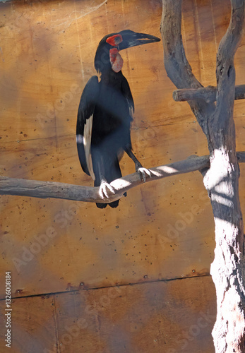 Obraz na płótnie oiseau exotique Calllllo papou w salonie