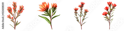 Indian paintbrush flower isolated on transparent background, PNG, Set of