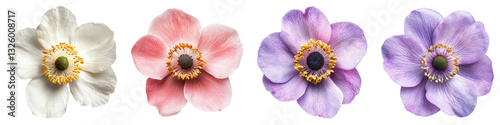 Japanese anemone flower isolated on transparent background, PNG, Set of