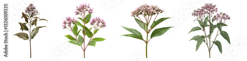 Joe pye weed flower isolated on transparent background, PNG, Set of