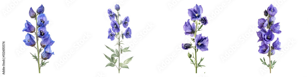 Monkshood flowers isolated on transparent background, PNG, Set of Monkshood flowers isolated on transparent background, PNG, Set of