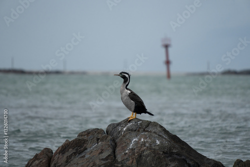 Pārekareka (Spotted Shag) Phalacrocorax punctatus. photo