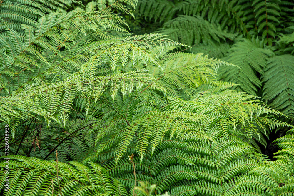 Silver fern tree top texture in NZ forest. Koropuku Falls, Catlins, South Island New Zealand. Silver fern tree top texture in NZ forest. Koropuku Falls, Catlins, South Island New Zealand.