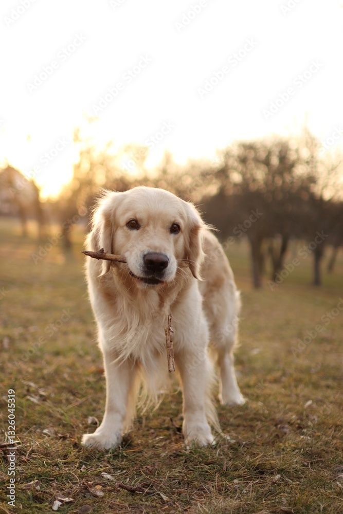 Obraz premium young golden retriever in the park at sunset