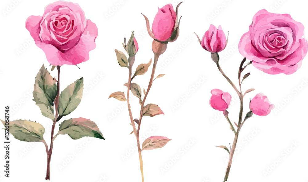 pink rose vector illustration