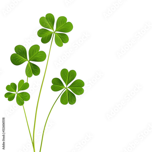 isolated transparent Background. Three leaf shamrock in rich emerald green, symbolizing luck and nature beauty