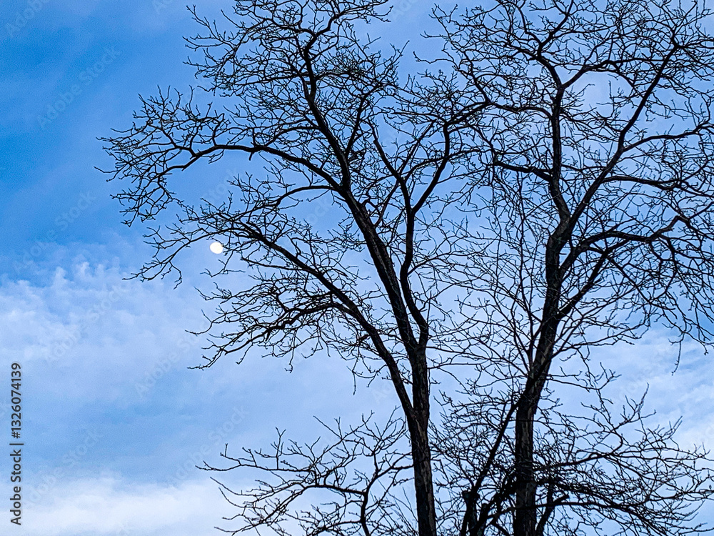 branches with tree against the dark blue sky background. branches with tree against the dark blue sky background.