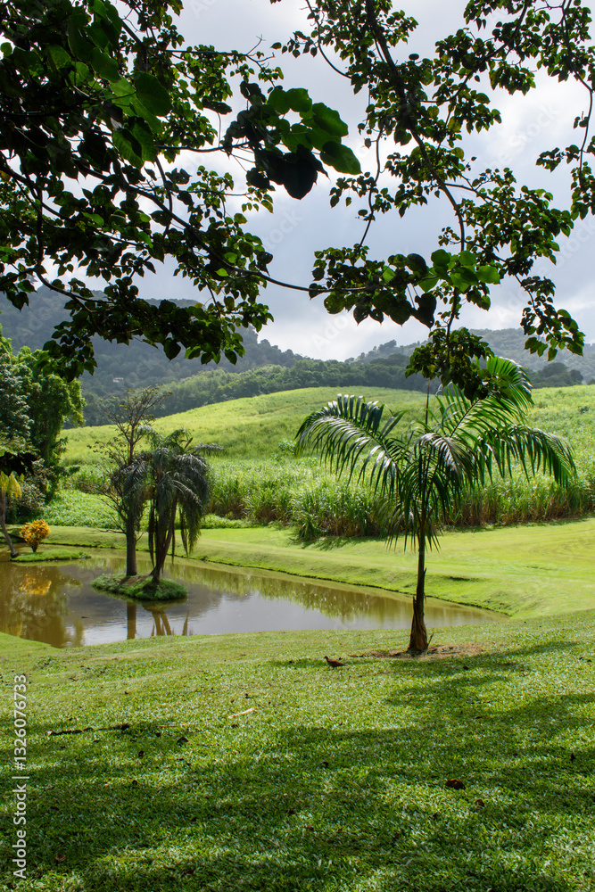 Tropical garden with pigeon and palm trees