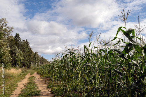 A Lush Cornfield Stretching Under a Bright Blue Sky Decorated with Fluffy White Clouds