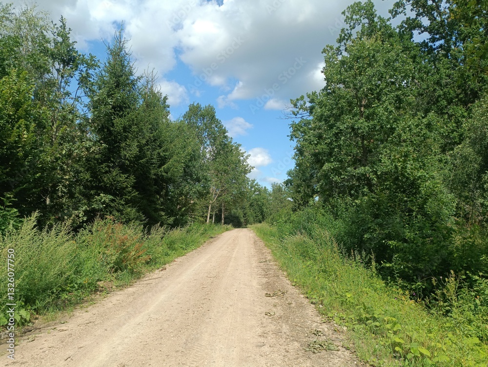 Road in forest in Siauliai county during sunny summer day. Oak and birch tree woodland. Sunny day with white clouds in sky. Bushes are growing in woods. Sandy road. Nature. Summer season. Miskas. Road in forest in Siauliai county during sunny summer day. Oak and birch tree woodland. Sunny day with white clouds in sky. Bushes are growing in woods. Sandy road. Nature. Summer season. Miskas.
