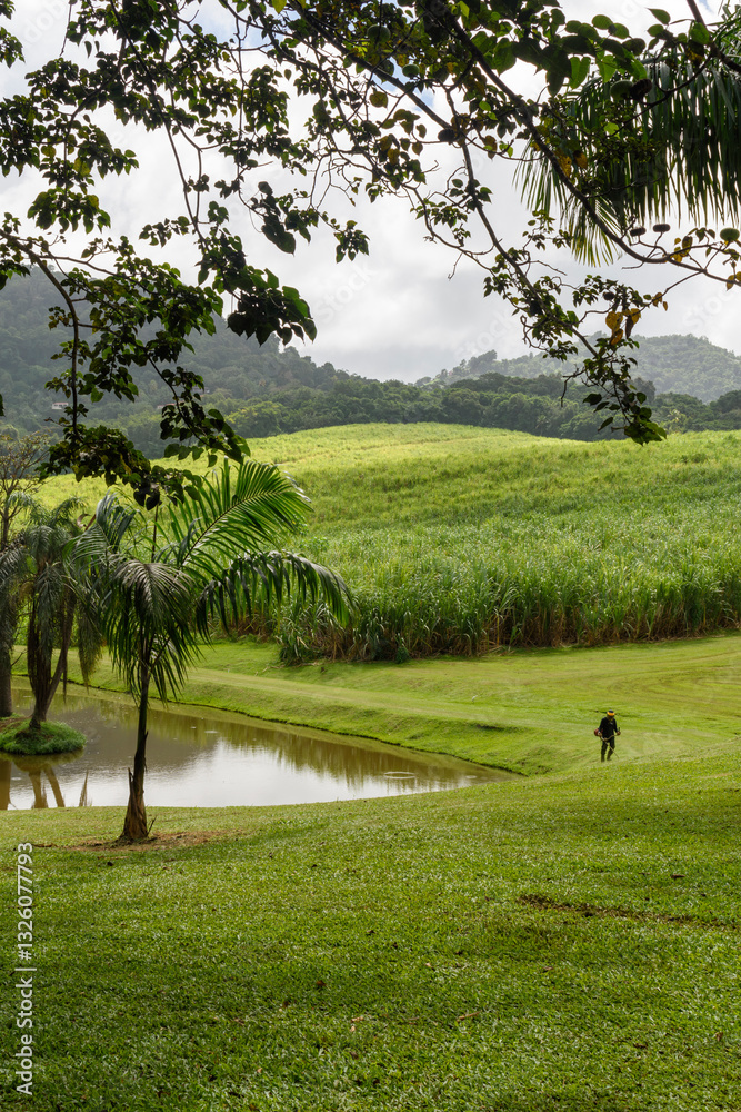 Gardener in a tropical garden with sugar cane field