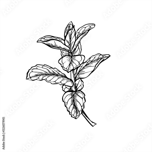 Fresh mint sprig or peppermint leaves line ink illustration in black and white. Aromatic melissa branch realistic graphic sketch. Floral healthy element for c folk medicine flyer, label, banner, menu