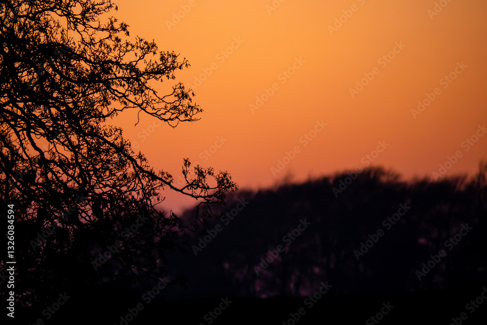 A warm, golden sunset silhouetting wild plants against a glowing orange sky, creating a dramatic scene A warm, golden sunset silhouetting wild plants against a glowing orange sky, creating a dramatic scene